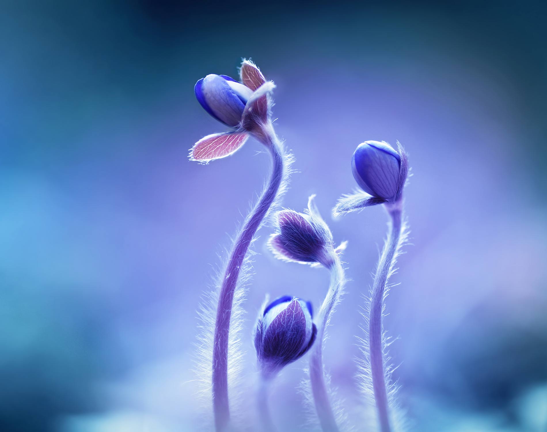 Plant purple blue flower